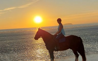 Therapy Horses for Stress Management