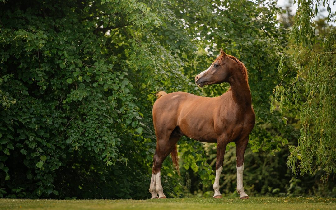 Horses as Biofeedback Providers