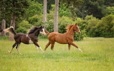 History of Horses in Healing