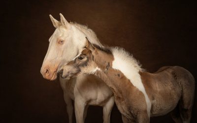 Animal-Assisted Therapy