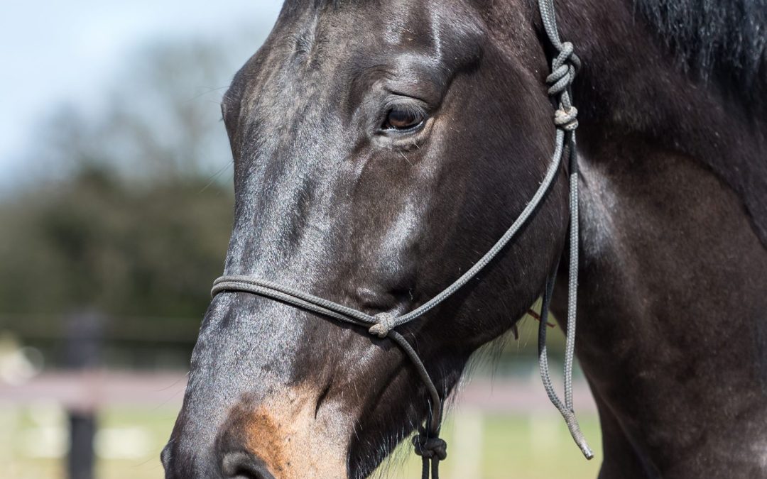 Science Behind the Human-Horse Bond