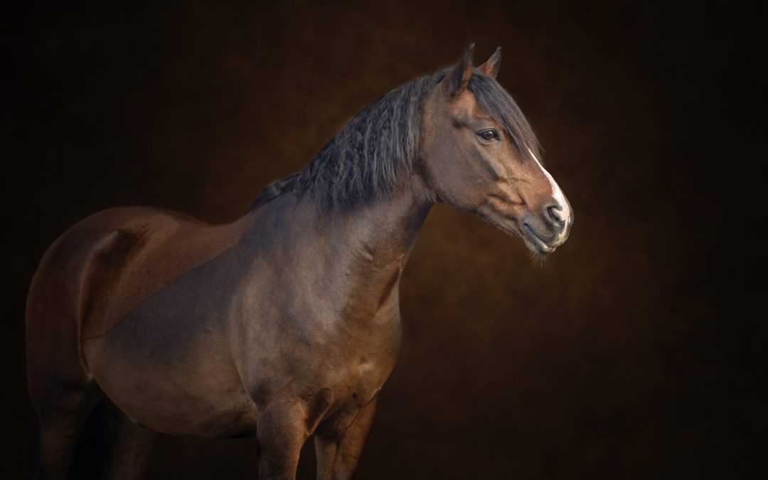 Evolution of Equine Therapy