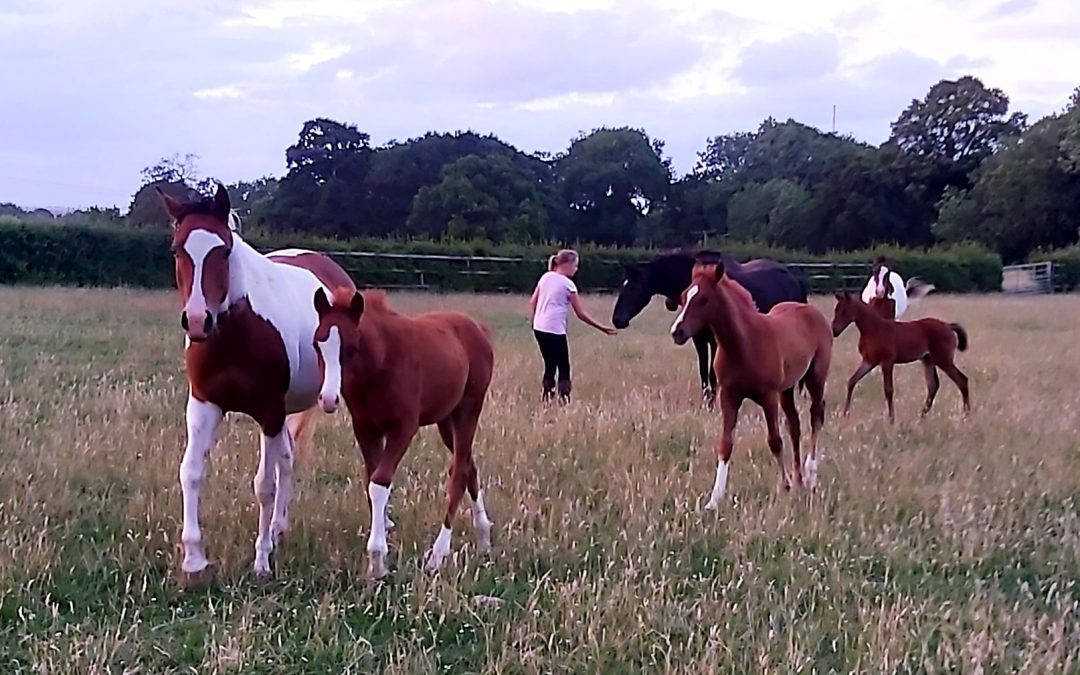 Facilitating Emotional Exploration: Connecting with Yourself Through Your Horse