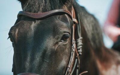 The Incredible Sensitivity of Horses